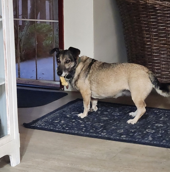 Meet your Posher, Dot - Picture 3 of 4